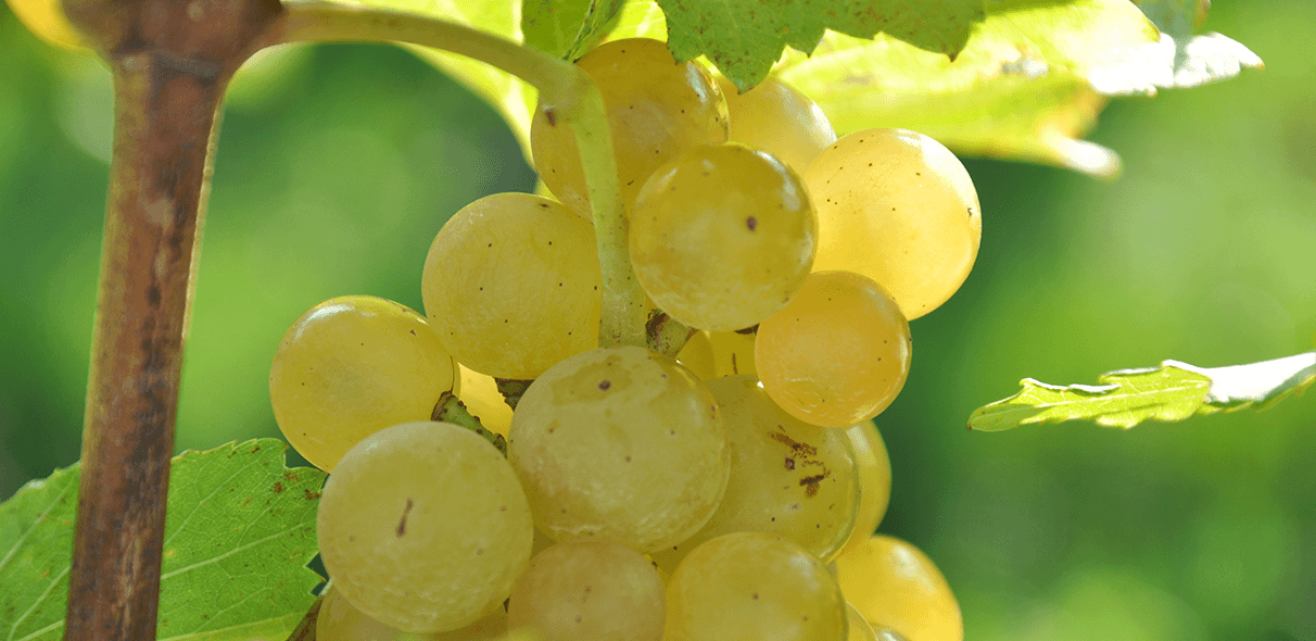 White wines