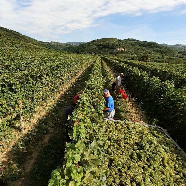 Vineyards Vineyards