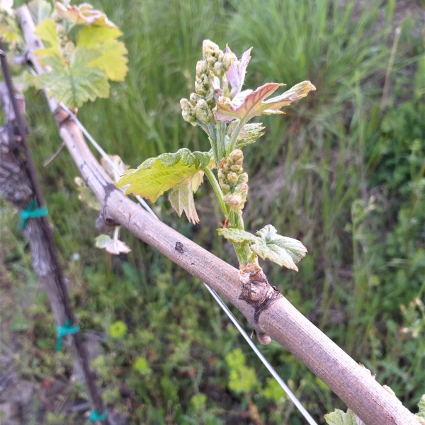 Vineyards Vineyards
