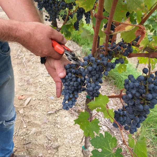 Vinogradi Vinogradi