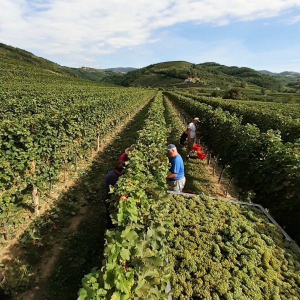Vinogradi Vinogradi