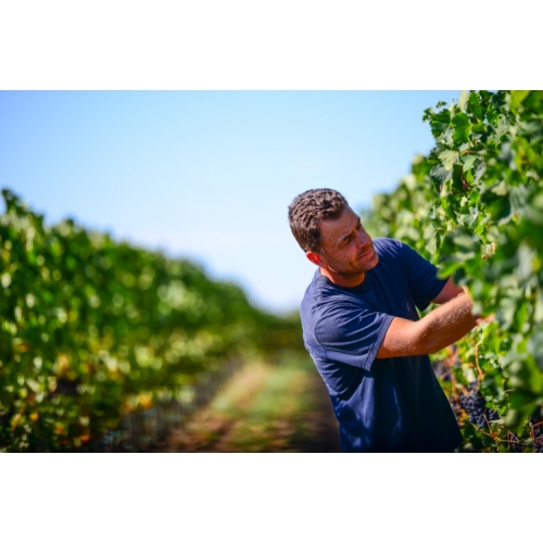 Robi in vineyard