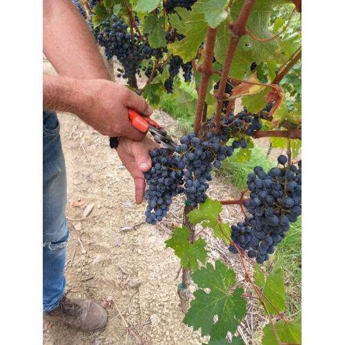 Manual harvesting