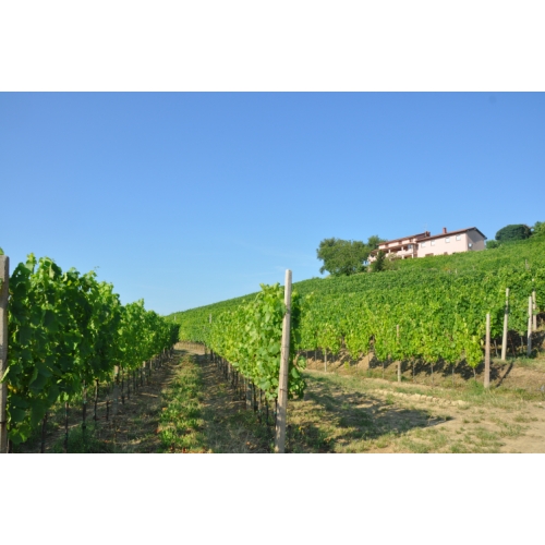 Vineyards under the house