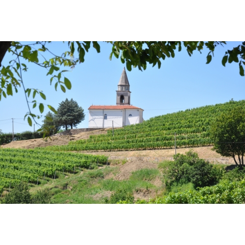 Rebula vineyards