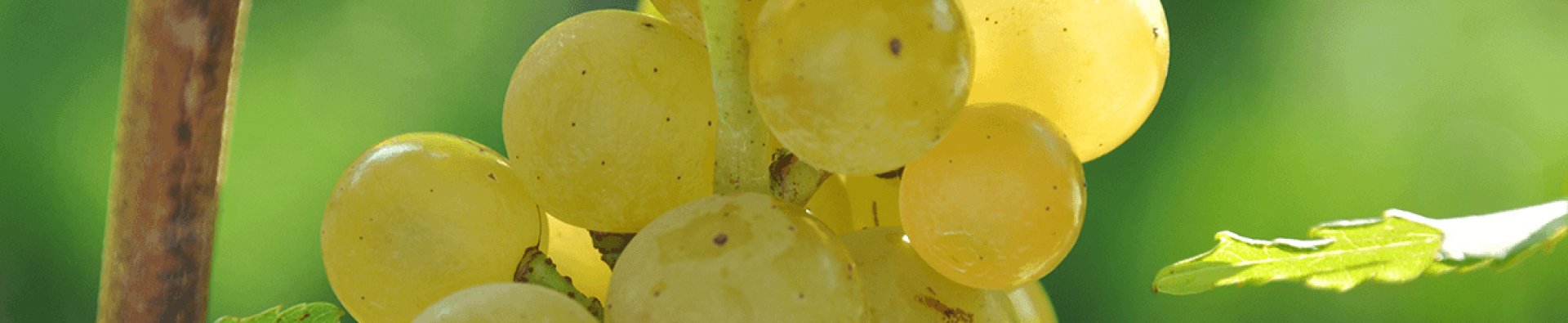 White wines